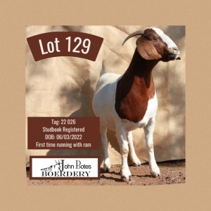 WITHDRAWN - 1X BOER GOAT DOE JOHN BOTES BOERDERY