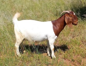 1X BOER GOAT PREGNANT FLOCK DOE HENRI PRETORIUS