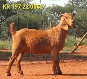 1X KALAHARI RED FLOCK DOE JAZETT GENETICS