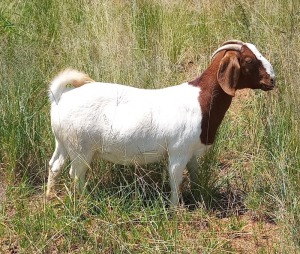 1X BOER GOAT PREGNANT FLOCK DOE HENRI PRETORIUS