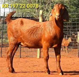 1X KALAHARI RED FLOCK DOE JAZETT GENETICS