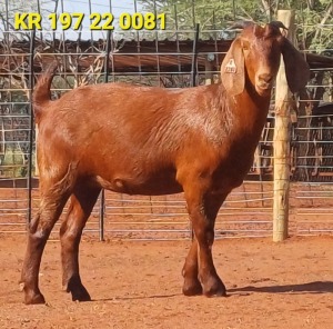 WITHDRAWN - 1X KALAHARI RED DOE JAZETT GENETICS