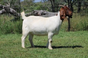 WITHDRAWN - 1X BOER GOAT DOE SHEKINAH BOERBOKSTOET