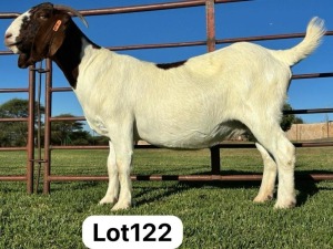 1X BOER GOAT PREGNANT FLOCK DOE SCHOONHEID BOERBOK STOET