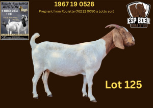 WITHDRAWN - 1X BOER GOAT DOE ESP BOERBOK STOET