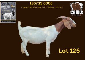 WITHDRAWN - 1X BOER GOAT DOE ESP BOERBOK STOET