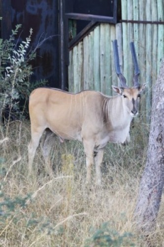 M: 1 T: 1 X Livingstone Eland