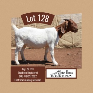 1X BOER GOAT FLOCK DOE JOHN BOTES BOERDERY