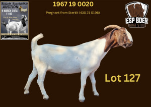 WITHDRAWN - 1X BOER GOAT DOE ESP BOERBOK STOET