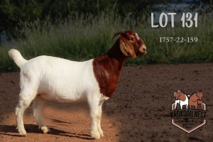 1X BOER GOAT PREGNANT FLOCK DOE KROKODILNEST BOERBOKSTOET