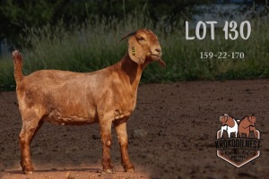 1X KALAHARI RED FLOCK DOE KROKODILNEST BOERBOKSTOET