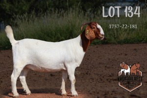 1X BOER GOAT PREGNANT FLOCK DOE KROKODILNEST BOERBOKSTOET