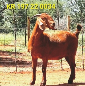 1X KALAHARI RED PREGNANT FLOCK DOE JAZETT GENETICS