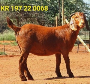 1X KALAHARI RED PREGNANT FLOCK DOE JAZETT GENETICS