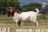 1X BOER GOAT FLOCK BUCK KOATI BOER GOAT STUD