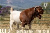 1X BOER GOAT FLOCK BUCK KOATI BOER GOAT STUD - 2