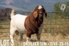 1X BOER GOAT FLOCK BUCK KOATI BOER GOAT STUD - 3