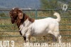 1X BOER GOAT FLOCK BUCK KOATI BOER GOAT STUD - 4