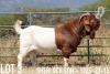 1X BOER GOAT FLOCK BUCK KOATI BOER GOAT STUD - 5