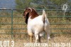 1X BOER GOAT FLOCK BUCK KOATI BOER GOAT STUD - 6