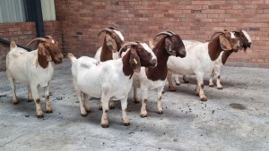 6X BOERBOK FEMALE NARDUS VOLSCHENK