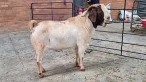 1X BOERBOK MALE NARDUS VOLSCHENK