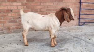 1X BOERBOK MALE NARDUS VOLSCHENK