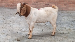 1X BOERBOK MALE NARDUS VOLSCHENK