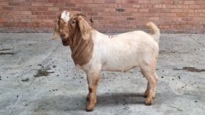 1X BOERBOK MALE NARDUS VOLSCHENK