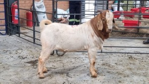 1X BOERBOK MALE NARDUS VOLSCHENK