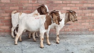 3X BOERBOK MALE NARDUS VOLSCHENK