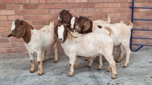 5X BOERBOK MALE NARDUS VOLSCHENK