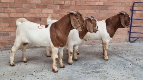 3X BOERBOK MALE OCKERT FOURIE