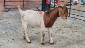 1X BOERBOK MALE OCKERT FOURIE