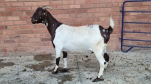 1X BOERBOK KRUISING FEMALE KEITH GOOSEN