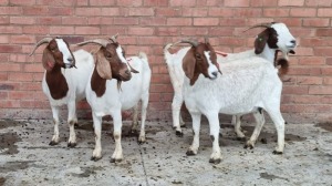 4X BOERBOK FEMALE KEITH GOOSEN