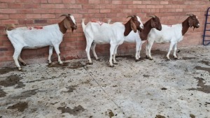 4X BOERBOK FEMALE KEITH GOOSEN