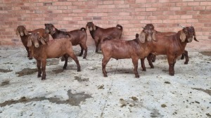 7X KALAHARI RED MALE VAN HEERDEN STOET