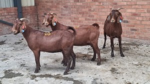 3X KALAHARI RED FEMALE SIMPHIWE SITHOLE