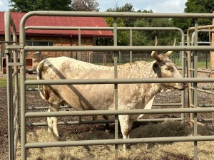 1X BEES: NGUNI FEMALE CHRIS VENTER