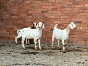 3X BOERBOKKE FEMALE IG STEENEKAMP