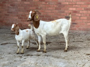 2X BOERBOKKE FEMALE IG STEENEKAMP