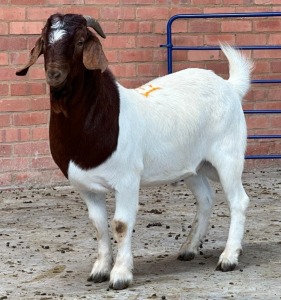 1X BOERBOK M HANNES VAN STADEN