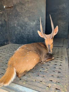 M: 1 F: 2 T: 3 X Bushbuck - Catalogue (Per Piece to take the lot)