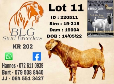 1X KALAHARI RED STUD BUCK BLG STUD BREEDERS