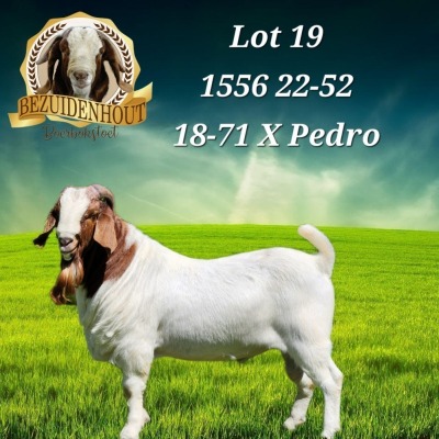 1X BOER GOAT FLOCK BUCK BEZUIDENHOUT BBS