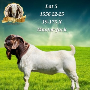 1X BOER GOAT FLOCK BUCK BEZUIDENHOUT BBS