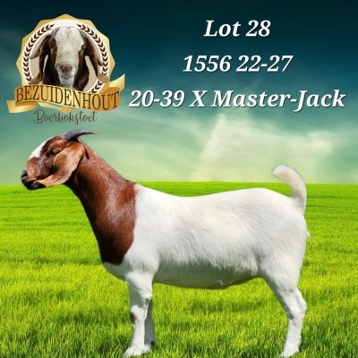 1X BOER GOAT STUD PREGNANT DOE BEZUIDENHOUT BBS