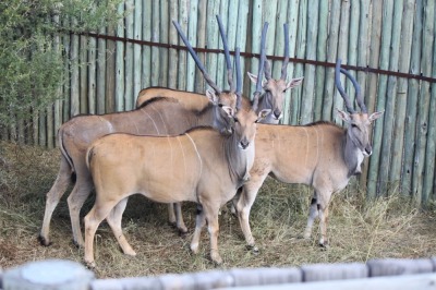 F: 4 T: 4 X Livingstone Eland(Per Piece to take the lot)