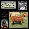 1X KALAHARI RED PREGNANT FLOCK DOE DHIDEJAK KALAHARI REDS